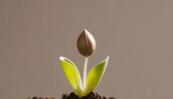 Nascer de novo: entenda o que significa (reflexão bíblica)