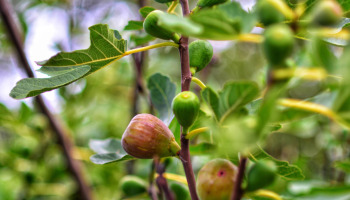 Parábola da Figueira (com explicação e significado)