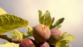 Por que Jesus amaldiçoou a figueira?