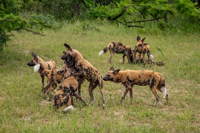 O Mabeco também conhecido como cão-selvagem-africano, caçam em bando e são muito ferozes.